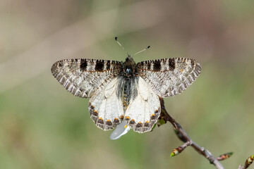 Fototapeta na wymiar Papilionidae / Yalancı Apollo / False Apollo / Archon apollinus