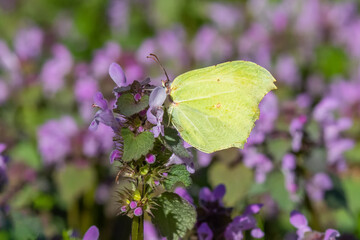 Pieridae / Orakkanat / Brimstone / Gonepteryx rhamni