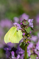 Pieridae / Orakkanat / Brimstone / Gonepteryx rhamni