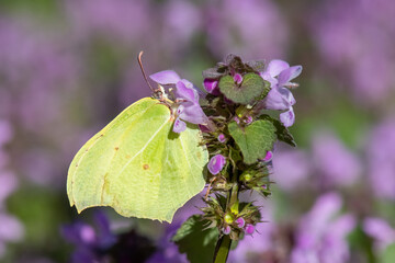 Pieridae / Orakkanat / Brimstone / Gonepteryx rhamni