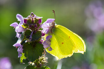Pieridae / Orakkanat / Brimstone / Gonepteryx rhamni