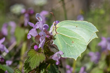 Pieridae / Orakkanat / Brimstone / Gonepteryx rhamni