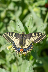 Fototapeta na wymiar Papilionidae / Kırlangıçkuyruk / Swallowtail / Papilio machaon