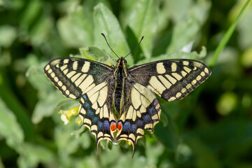 Papilionidae / Kırlangıçkuyruk / Swallowtail / Papilio machaon