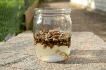 Colorado beetles swim in a small jar in the water