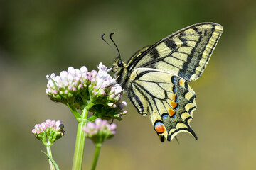 Papilionidae / Kırlangıçkuyruk / Swallowtail / Papilio machaon