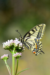 Papilionidae / Kırlangıçkuyruk / Swallowtail / Papilio machaon