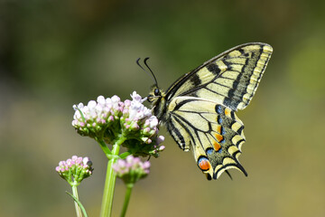 Papilionidae / Kırlangıçkuyruk / Swallowtail / Papilio machaon