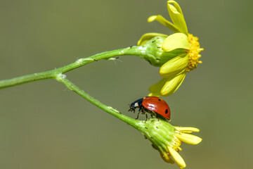 ladybird on a leaf