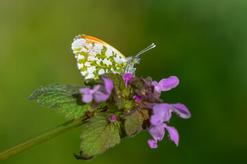 Pieridae / Turuncu Süslü / Orange-tip / Anthocharis cardamines