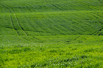 green wheat field on the hills of Pesaro Marche Italy