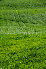 green wheat field on the hills of Pesaro Marche Italy