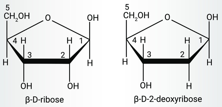 Structure of β-D-ribose and β-D-2-deoxyribose