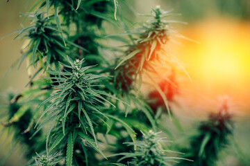 Closeup bush marijuana cannabis small plant seedling with sunlight