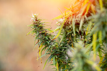 Diseased plant leaves bush marijuana cannabis seedling on blurred background. Concept agriculture...