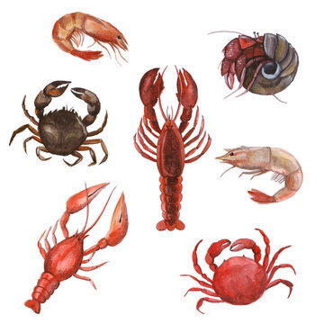 Watercolor crustacean. object summer. lemon advertising set. underwater artwork hand drawn, meat lobster image drawn painting. crab wild. animal ocean watercolor. nature drawing