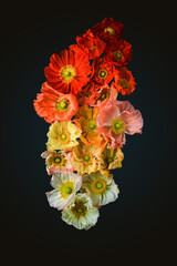 Islandmohn in verschiedenen Farben auf schwarzem Hintergrun, Mohnblume, Flatlay dark mood