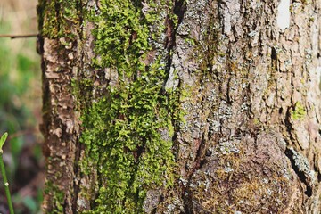 tree bark background