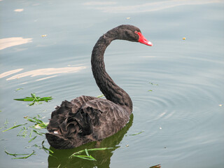 Naklejka premium black swan on the lake