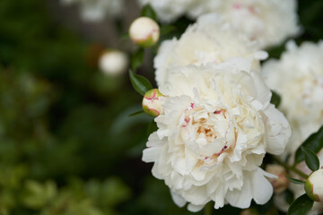 Flowers side view with space to copy. Close-up of white peonies against a background of green leaves blooming in the garden. High quality photo