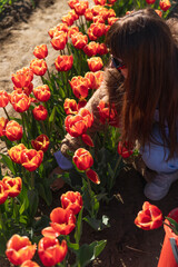 Girl with a bucket of tulips in the field.