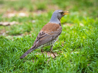 Fototapeta premium Wood bird Fieldfare, Turdus pilaris, on a sprng lawn.