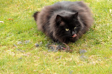 Katze erlegt Vogel