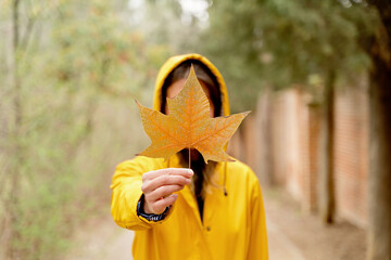 Selective focus of front close-up of unrecognizable woman holding a maple tree leaf. Horizontal cropped view of woman with autumn leaf in yellow raincoat outdoors. Nature and people backgrounds.