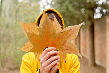 Selective focus of front close-up of unrecognizable woman holding maple tree leaves. Horizontal cropped view of woman hiding on fallen leaves in yellow raincoat outdoors. Nature backgrounds.