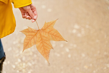 Top cropped view of unrecognizable woman hand holding a maple tree leaf. Horizontal high angle view of woman with fallen leaf isolated on brown background. Nature and people backgrounds.