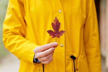 Selective focus of single red maple tree leaf with unrecognizable woman holding it. Horizontal cropped view of woman with autumn leaf in yellow background outdoors. Nature and people