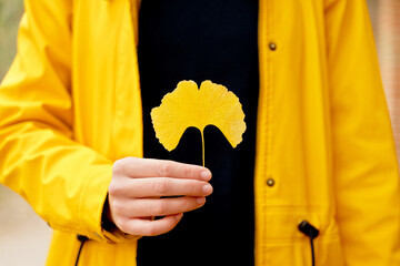 Selective focus of single yellow leaf with unrecognizable woman holding it. Horizontal cropped view of woman holding ginkgo biloba leaf outdoors. Botanical species.