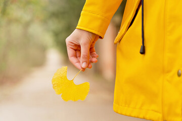 Close up of single yellow leaf with unrecognizable woman holding it. Horizontal cropped view of woman in yellow raincoat holding ginkgo biloba leaf outdoors. Nature and people.