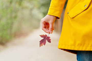 Selective focus of single red maple tree leaf with unrecognizable woman holding it. Horizontal cropped view of woman with autumn leaf in yellow raincoat outdoors. Nature and people
