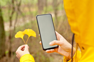 Close up of unrecognizable woman scanning yellow leaves with smartphone. Horizontal rear view of woman taking a photo with white phone screen mockup to autumn leaves. Technology and nature concept.