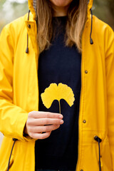Close up of single yellow leaf with unrecognizable woman holding it. Vertical cropped view of woman holding ginkgo biloba leaf outdoors. Botanical species.