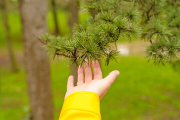 Selective focus of wet pine tree branch with unrecognizable woman touching it. Horizontal cropped view of woman hand holding pine leaves outdoors. Nature and people concept.