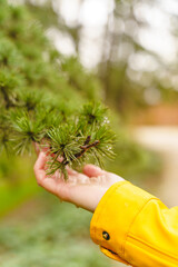 Selective focus of wet pine tree branch with unrecognizable woman hand touching it. Vertical cropped view of woman in yellow holding pine leaves outdoors. Nature and people concept.