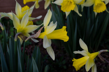 Obraz premium Amazing Yellow Daffodils flower field in the morning sunlight. The perfect image for spring background