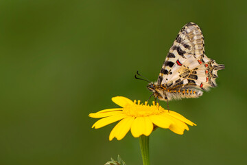 Macro shots, Beautiful nature scene. Closeup beautiful butterfly sitting on the flower in a summer garden.