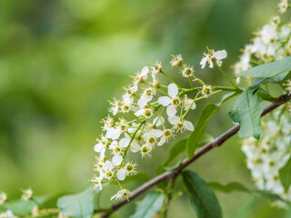 White flowers blooming bird cherry. Close-up of a Flowering Prunus padus Tree with White Little Blossoms