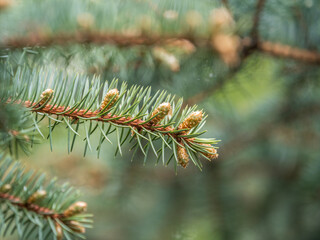 Fir branches with fresh shoots in spring.