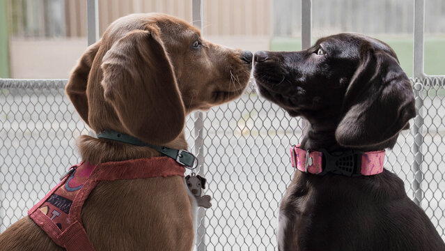 Closeup photo of two adorable dogs looking at each other inside the house with unfocused background