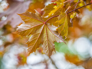 Tree branch with dark red leaves, Acer platanoides, the Norway maple Crimson King. Red Maple acutifoliate Crimson King, young plant with green background.