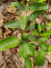 Lemon on tree