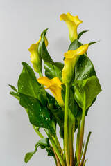 Calla, Zantedeschia, yellow flower on a white background