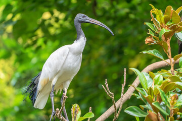 An African sacred ibis