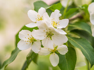 White blossoming apple trees. White apple tree flowers
