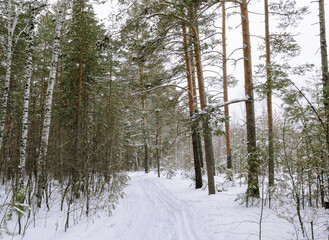 Edge of a mixed winter forest under a cloudy sky