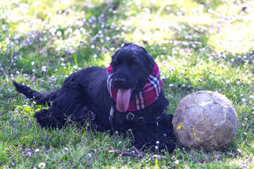 black cocker playing with ball on the grass
